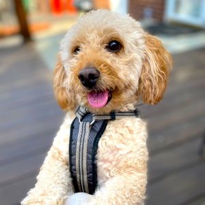 Meet your Posher, Zahra